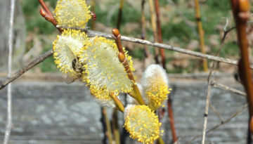 Bees and friends spring lunch at the farm