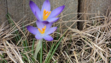 Crocus Flowers