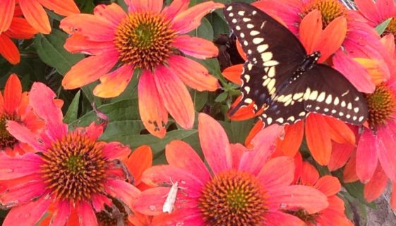 A butterfly and moth friend enjoy this brilliantly colored coneflower added last year.