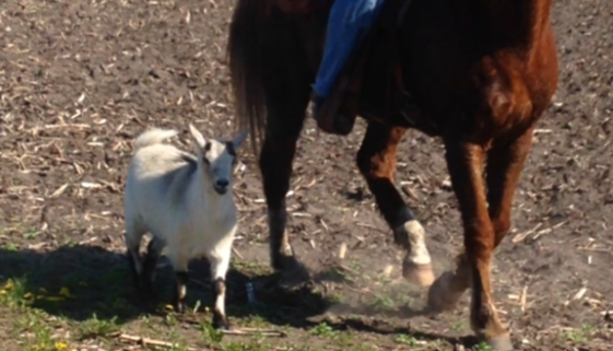 Horse and Goat Friends