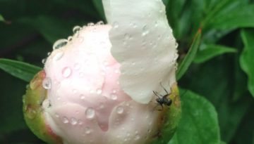Peony and Ant